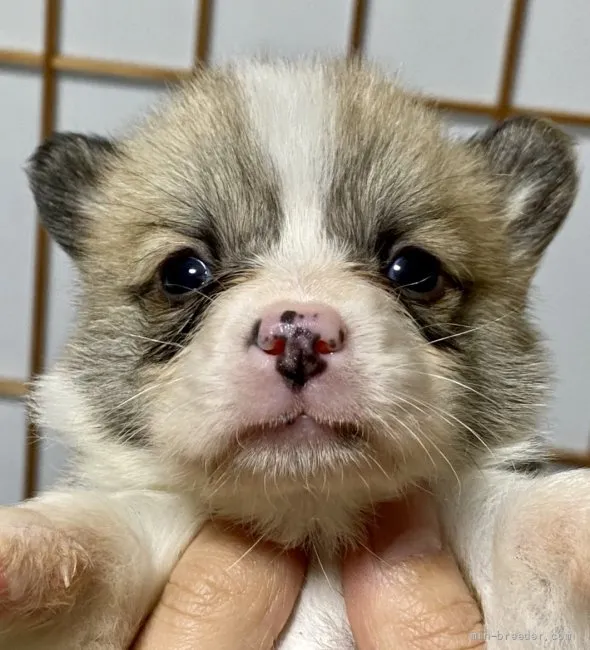 みつば 様のお迎えした子犬