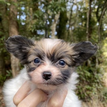 パピヨン【高知県・男の子・2023年12月23日・ホワイト&ブラウン】の写真「パパはチャンピオンの優秀血統」