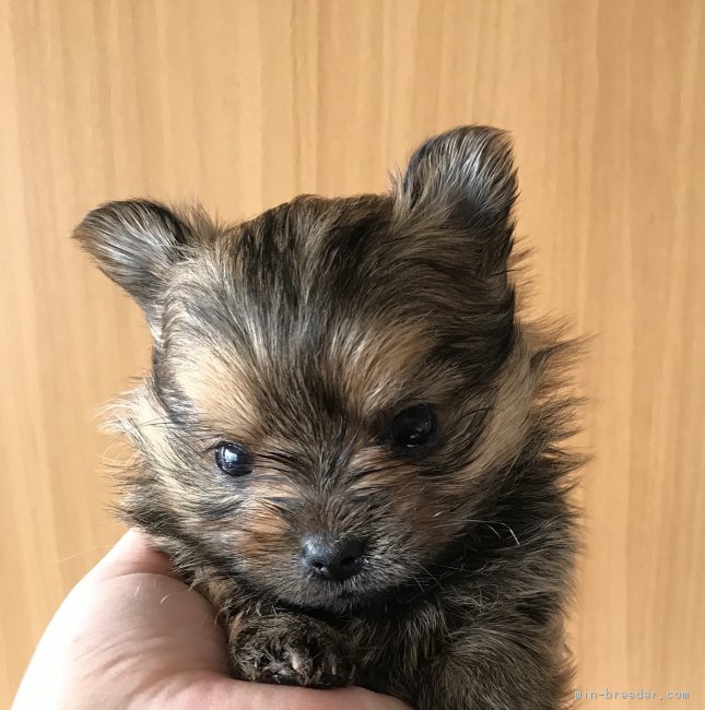 ヨークシャーテリア×ポメラニアン 【三重県・男の子・2019年2月25日・茶色】小さくてお顔の可愛い子ですよ！｜みんなのブリーダー（子犬ID：1903-02846）