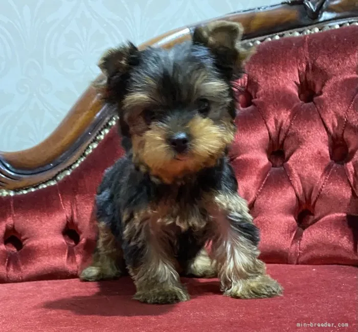 モモリン 様のお迎えした子犬