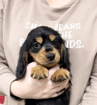 ミニチュアダックスフンド(ロング)【神奈川県・男の子・2022年1月4日・ブラックタン】の写真「当犬舎看板犬の血統♡おめめくりくりの可愛い兄弟」