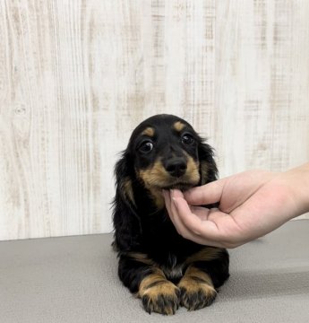 ミニチュアダックスフンド(ロング)【神奈川県・女の子・2021年9月30日・ブラックタン】の写真「当犬舎看板犬の血統♡お耳の大きな女の子」