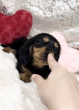 ミニチュアダックスフンド(ロング)【神奈川県・男の子・2022年1月4日・ブラックタン】の写真「当犬舎看板犬の血統♡おめめくりくりの可愛い兄弟」