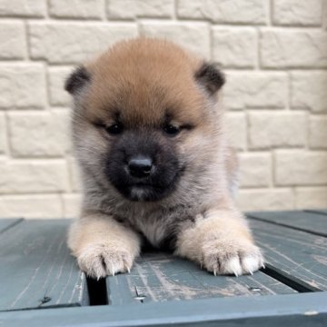 柴犬(標準サイズ)【神奈川県・女の子・2022年12月11日・赤】の写真「まん丸顔が抜群に可愛い兄妹♡」