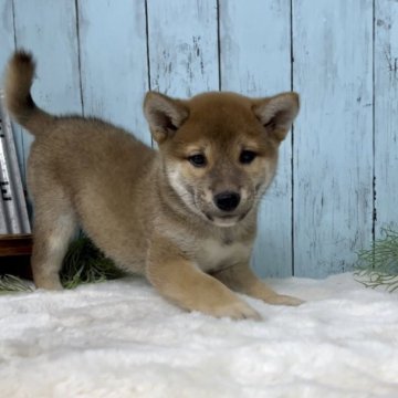 柴犬(標準サイズ)【神奈川県・男の子・2022年12月4日・赤】の写真「遊ぶの大好き人が大好き♡」