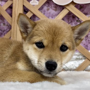 柴犬(標準サイズ)【神奈川県・男の子・2023年12月13日・赤】の写真「おめめがキュートな兄弟♡」