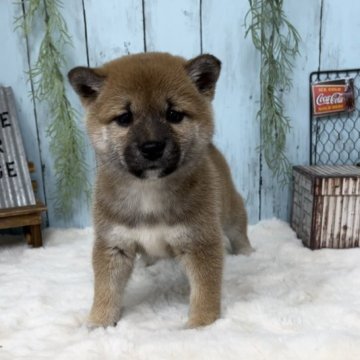 柴犬(標準サイズ)【神奈川県・女の子・2022年12月11日・赤】の写真「まん丸顔が抜群に可愛い兄妹♡」