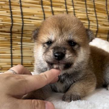 柴犬(標準サイズ)【神奈川県・男の子・2022年7月1日・赤】の写真「まんまるころころ可愛い兄妹♡」