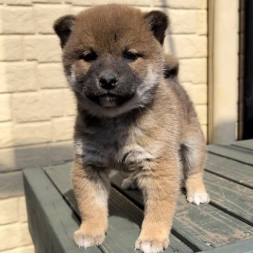 柴犬(標準サイズ)【神奈川県・男の子・2023年1月1日・赤】の写真「まん丸顔が抜群に可愛い兄妹♡」