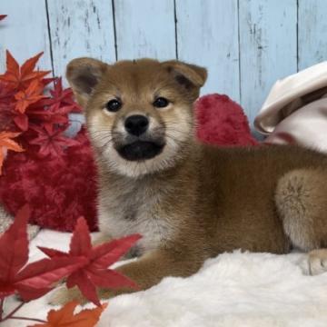 柴犬(標準サイズ)【神奈川県・女の子・2022年8月27日・赤】の写真「お顔が抜群に可愛い姉妹♡」