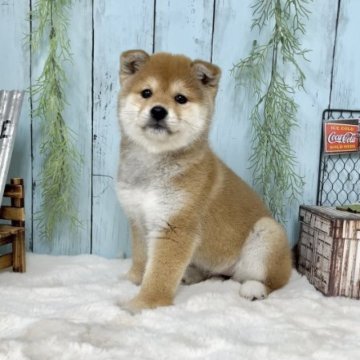 柴犬(標準サイズ)【神奈川県・女の子・2023年1月9日・赤】の写真「もふもふ可愛い女の子♡」