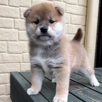 柴犬(標準サイズ)【神奈川県・男の子・2022年12月11日・赤】の写真「まん丸顔が抜群に可愛い兄妹♡」