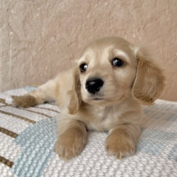 ミニチュアダックスフンド(ロング)【神奈川県・男の子・2022年11月20日・イエロー】の写真「当犬舎自慢のイエローカラー♡男の子♡」