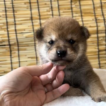 柴犬(標準サイズ)【神奈川県・男の子・2022年7月1日・赤】の写真「まんまるころころ可愛い兄妹♡」