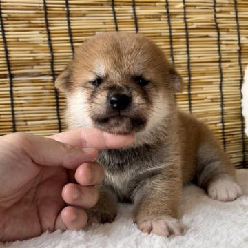 柴犬(標準サイズ)【神奈川県・女の子・2022年7月1日・赤】の写真「まんまるころころ可愛い兄妹♡」