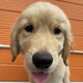 ゴールデンレトリバー