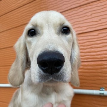 ゴールデンレトリバー【茨城県・男の子・2023年3月20日・ゴールド】の写真「両親股関節＆PRA等検査済み。生命保証６ヶ月つき。」