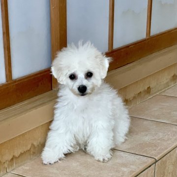 ビションフリーゼ【富山県・男の子・2024年7月12日・ホワイト】の写真「控えめで優しいおちび君🤍」