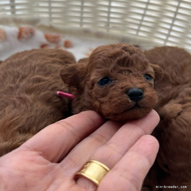 山城美香ブリーダーのブログ：子犬ちゃん