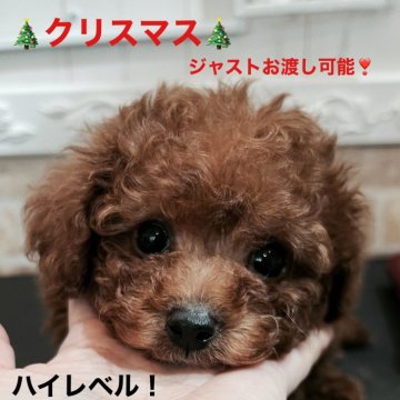 タイニープードル【石川県・男の子・2024年10月25日・レッド】の写真「クリスマス🎄ジャストお渡し可能❣️」