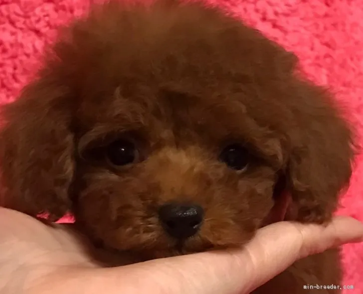 かん 様のお迎えした子犬