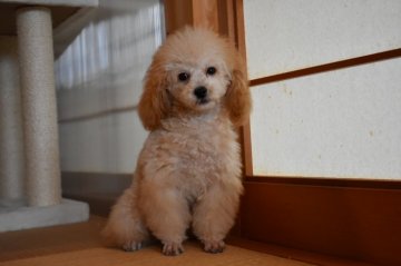 トイプードル(タイニー)【兵庫県・男の子・2018年9月14日・クリーム】の写真「懐っこく可愛い♡」