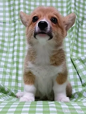 ひぃちゃん 様のお迎えした子犬