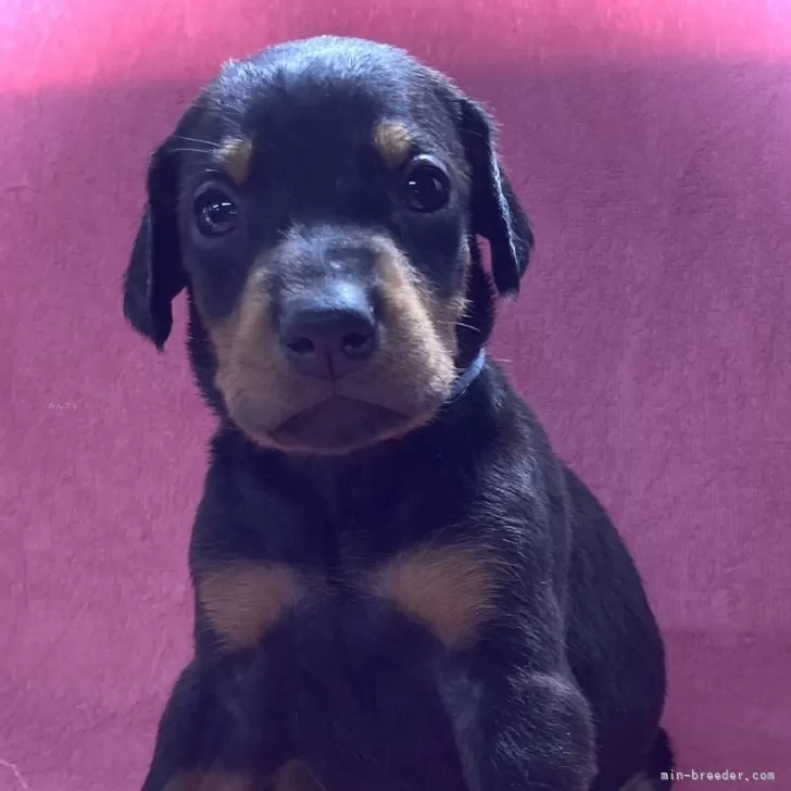 ゆみこ 様のお迎えした子犬