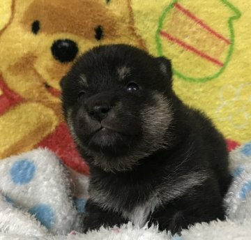 柴犬(豆柴)【岐阜県・男の子・2020年4月12日・黒】の写真「可愛い💓男の子」