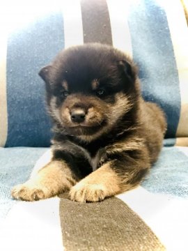 柴犬(豆柴)【岐阜県・男の子・2020年10月18日・黒】の写真「可愛い黒柴くん✨」