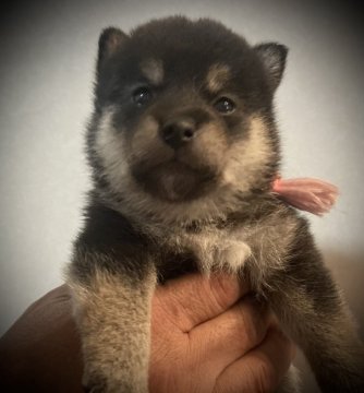 柴犬(豆柴)【岐阜県・女の子・2021年8月25日・黒】の写真「可愛い💕黒豆ちゃん」