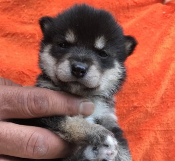 柴犬(豆柴)【岐阜県・女の子・2019年6月16日・黒】の写真「★両親豆柴認定犬★」