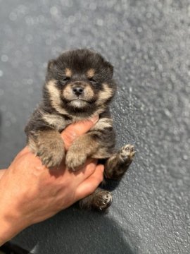 柴犬(豆柴)【岐阜県・男の子・2021年2月15日・黒】の写真「可愛い💕男の子」