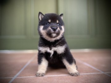 柴犬(豆柴)【岐阜県・女の子・2021年9月24日・黒】の写真「可愛い💕黒豆ちゃん」