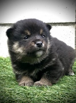 柴犬(豆柴)【岐阜県・男の子・2020年7月3日・黒】の写真「可愛い💓黒豆くん」