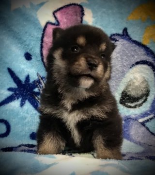 柴犬(豆柴)【岐阜県・女の子・2020年7月3日・黒】の写真「可愛い黒豆ちゃん💕」