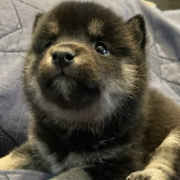 柴犬(豆柴)【岐阜県・女の子・2023年9月17日・黒】の写真「可愛い黒豆ちゃん❤️」