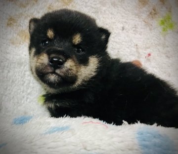 柴犬(豆柴)【岐阜県・男の子・2020年4月12日・黒】の写真「可愛い💕柴くん」