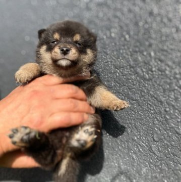 柴犬(豆柴)【岐阜県・女の子・2021年2月15日・黒】の写真「可愛い💕女の子」