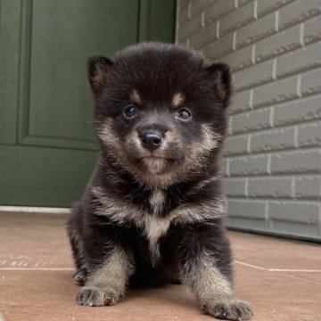 柴犬(豆柴)【岐阜県・男の子・2023年6月1日・黒】の写真「可愛い💕男の子」