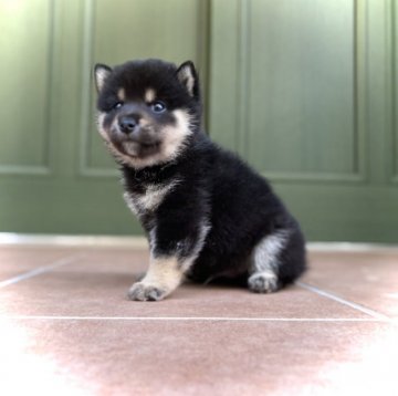 柴犬(豆柴)【岐阜県・男の子・2021年9月24日・黒】の写真「可愛い💕黒豆くん」