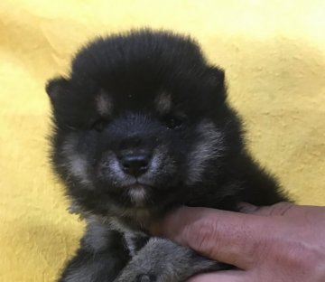 柴犬(豆柴)【岐阜県・女の子・2019年6月2日・黒】の写真「黒柴ちゃん」