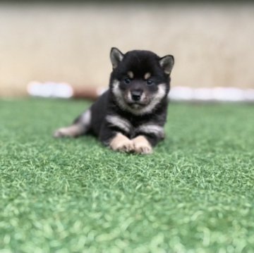 柴犬(豆柴)【岐阜県・女の子・2021年8月20日・黒】の写真「可愛い💕黒豆ちゃん」