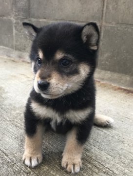 柴犬(豆柴)【岐阜県・女の子・2019年6月18日・黒】の写真「★両親豆柴認定犬★」