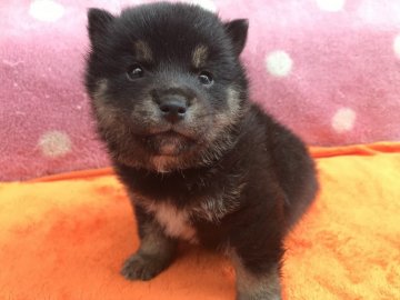 柴犬(豆柴)【岐阜県・男の子・2019年5月27日・黒】の写真「黒柴くん」