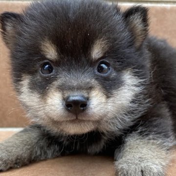 柴犬(豆柴)【岐阜県・男の子・2023年6月1日・黒】の写真「可愛い💕男の子」