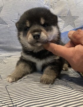 柴犬(豆柴)【岐阜県・男の子・2022年3月15日・黒】の写真「まん丸な黒豆くん💕」