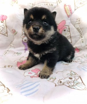 柴犬(豆柴)【岐阜県・女の子・2020年7月3日・黒】の写真「可愛い黒豆ちゃん💕」