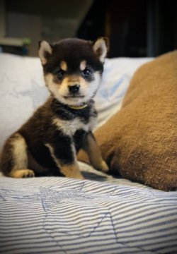 柴犬(豆柴)【岐阜県・男の子・2021年12月3日・黒】の写真「可愛い💕黒豆くん」