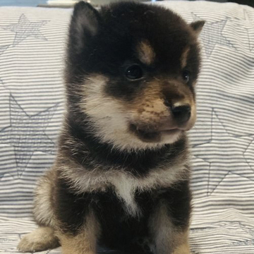 柴犬(豆柴)【岐阜県・男の子・2022年4月21日・黒】の写真「可愛い💕男の子」